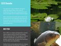 bio-fish