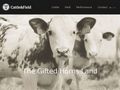 cattleandfield