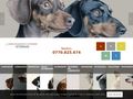 cdtveterinar
