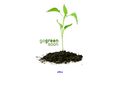 evgreen