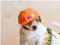 petlandia